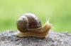 TIMISOARA achizitionez melci vii din specia helix pomatia